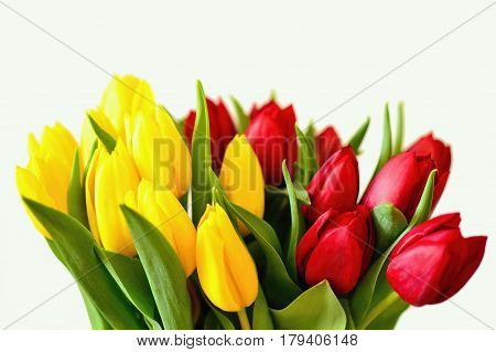 Beautiful red and yellow tulips on white background. Fresh blooming petals. Celebrate bouquet.