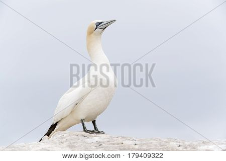 Northern Gannet (Morus bassanus) standing on rock of coastal cliff Great Saltee Saltee Islands Ireland.