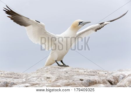 Northern Gannet (Morus bassanus) standing on rock Great Saltee Saltee Islands Ireland