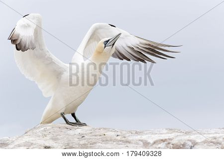 Northern Gannet (Morus bassanus) standing on rock Great Saltee Saltee Islands Ireland
