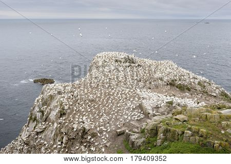 Northern Gannet (Morus bassanus) colony in flight and nesting on cliffs Saltee Islands Ireland