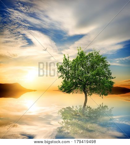 Green tree in the ocen at sunset