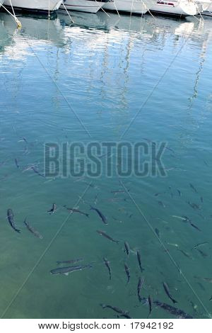 fisk multe skole i Middelhavet port saltvand