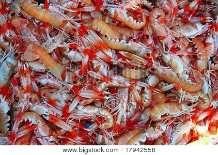 Raci Nephrops Norvegicus zachytit mnoho rybí trh