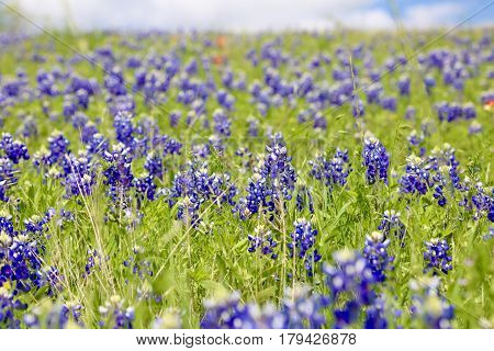Blue Bonnet is at full bloom in Brenham, TX