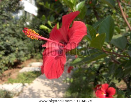 Flower02