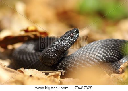 beautiful black european adder in natural habitat ( Vipera berus nikolskii )