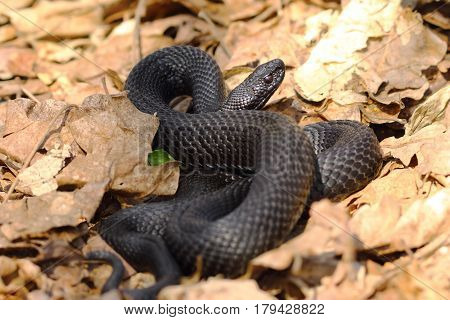 melanistic nikolskii adder in autumn faded leaves ( Vipera berus nikolskii )