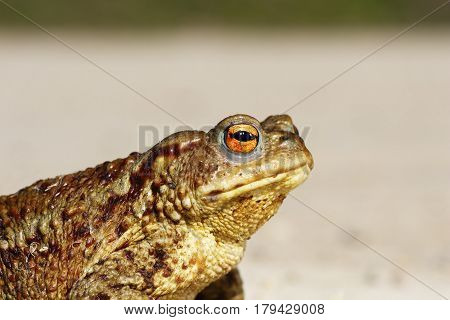 portrait of tiny common toad ( Bufo ) side view