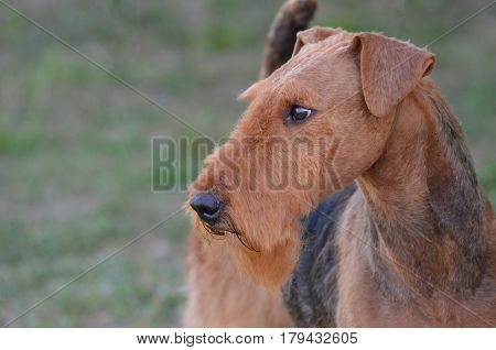 Sweet profile veiw of an airedale terrier dog.