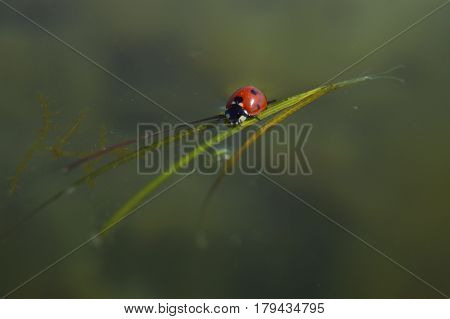 Ladybug on a leaf on the water