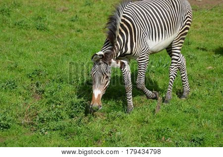 Cute ambling zebra in a large grass field.