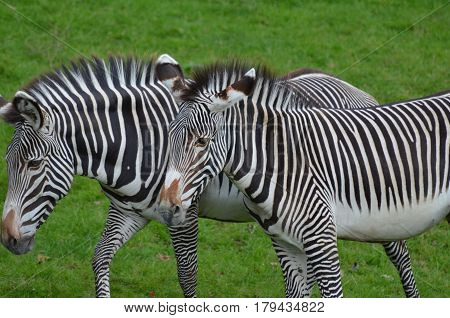 Fantastic ambling pair of zebras walking together in a field.