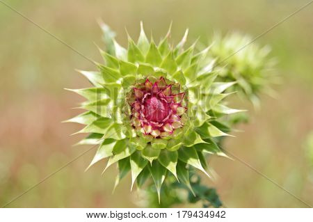 Rose-green thistle flower in macro. Blurred background
