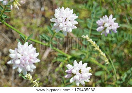 White flowers against a blurred green background