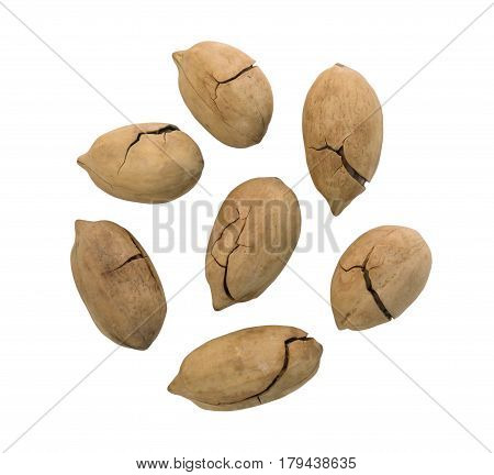 Whole Sweet Fried Pecan Nut Or Carya Illinoinensis With Cracked Shell Isolated