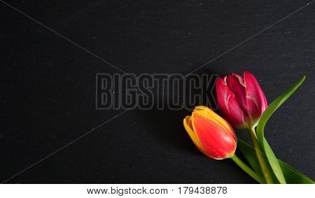 a colourful spring background with beauitiful tulips