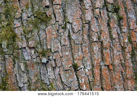 Tree bark texture close up with dosh and lychen