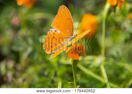 Butterfly on the orage flower. Abstract beautiful light from sunshine. orange batterfly with green background.