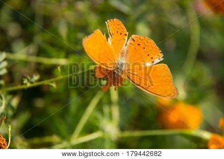 orange batterfly with flora. soft focus orange batterfly color sit on flower. Colorful orange batterfly with green leaf.