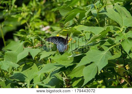 Black batterfly color sit on flower. Colorful black batterfly with green leaf.