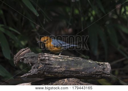 Bird (orange-headed Thrush) On A Timber