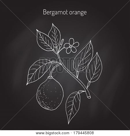 Bergamot orange Citrus bergamia branch. Vector illustration