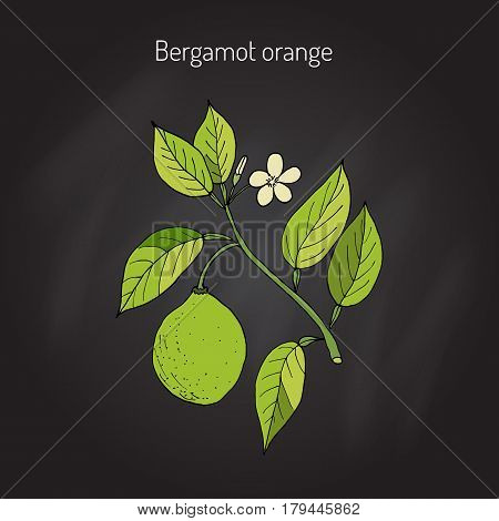 Bergamot orange Citrus bergamia branch. Vector illustration