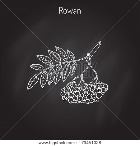 Rowan or mountain-ash tree branch with berries. Vector illustration