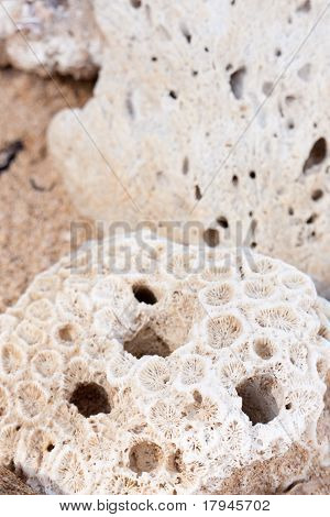 Coral Closeup
