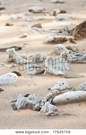 Secou de Coral na praia de Shiluokou