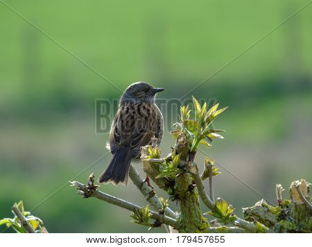 Hedge sparrow perched on top of hedging