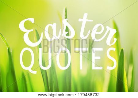 Text EASTER QUOTES on green grass background