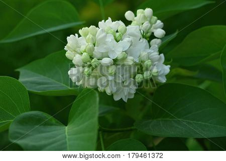 White lilac flowers with buds arrounded lea for a background spring garden syringe vulgaris.