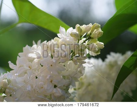 White lilac flowers with buds for a background spring garden syringe vulgaris.