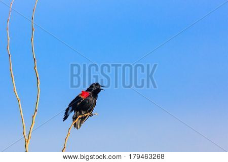 Red-winged blackbird (Agelaius phoeniceus) singing for a mate in springtime.