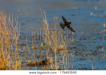 Red-winged blackbird (Agelaius phoeniceus) flying over Lake Wausau in springtime.