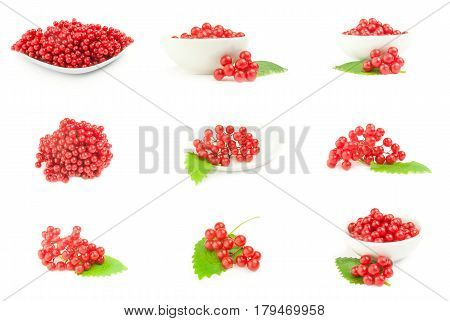 Collage of red berries cluster of guelder rose  close-up isolated on white background