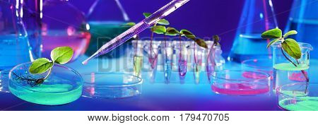 Biotechnology And GMO - Plants In Test Tubes - Laboratory Of Biochemistry