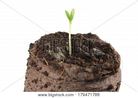 Seedling of Melothria scabra in clod of soil isolated on white background