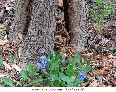 Bluebell flowers in forest on the banks of the Potomac River near Washington USA March 26 2017