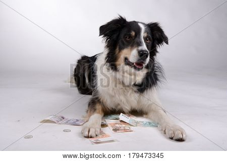 Dog is a guard and lying on the coins and money.
