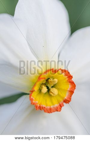 White Narcissus Flower Head In Closeup Macro