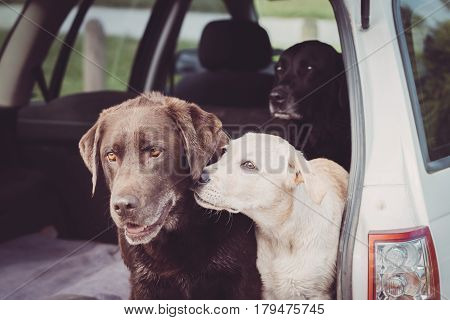 Three Labrador Retrievers sit in the back of a car while the white puppy shows affection towards one of the adult dogs.
