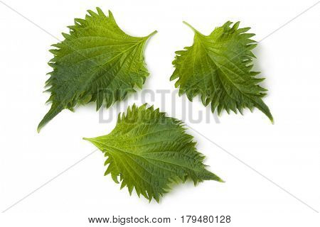 Fresh green shiso leaves on white background