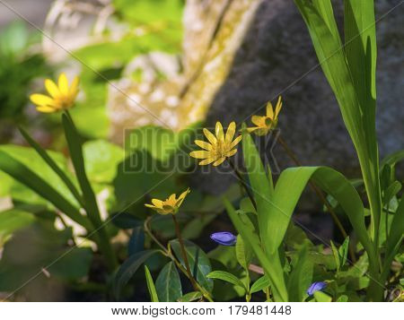 The beautiful yellow flowers in the garden