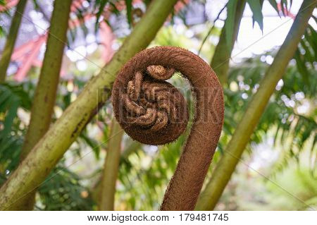 Fern Sprout, Shoot In Spiral