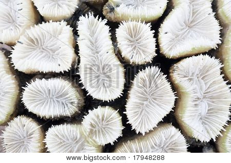 Close-up de Coral branco
