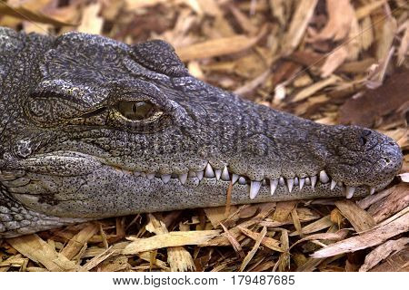 The eye and teeth of a Nile crocodile