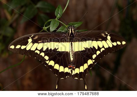 King Swallowtail butterfly at rest on leaves